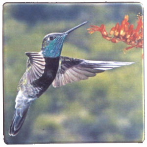 Teal Throat Hummingbird 